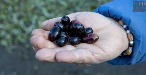Tonda, carnosa, immancabile sulla focaccia: alla scoperta dell'oliva dolce di Bitetto  